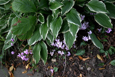 Cyclamen_hederifolium0107.jpg