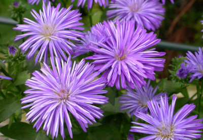 Unbekannte_Aster.jpg
