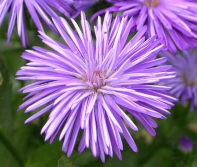 Unbekannte_Aster_2.jpg