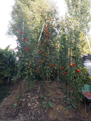 Tomaten200913.jpg