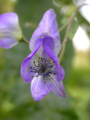 Aconitum_hemsleyanum_2007.jpg