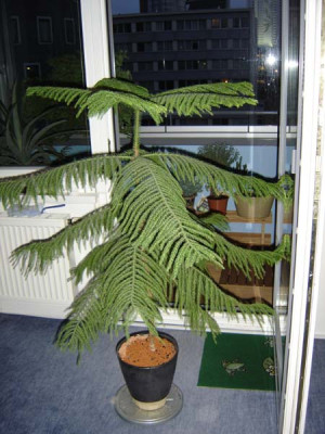 Zimmertanne.jpg