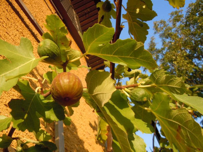 DSCN0177.JPG
