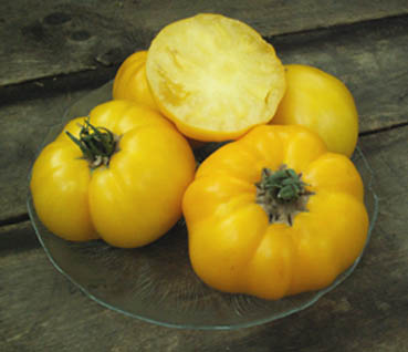 660_v_tomate_aunt_gerties.jpg