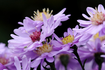 St_Aster_1300907.jpg