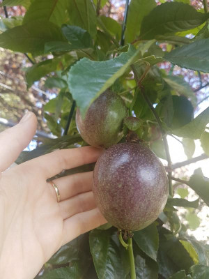 Edulis2.jpg