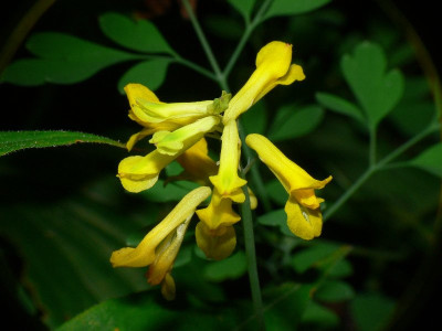 Corylopsis_Samling_9-07.jpg