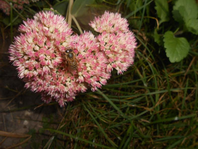 DSCN0780.JPG