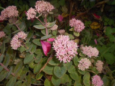 DSCN0781.JPG