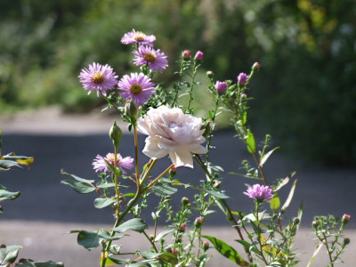 DSCF2183.JPG