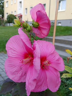 telMosch20200920_190317_02.jpg
