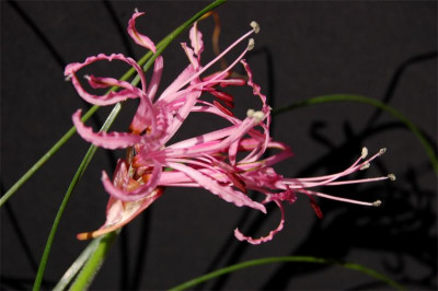 Ner.filifolia.1.jpg