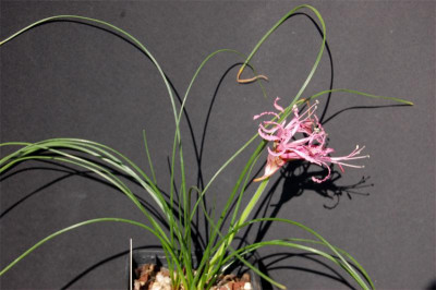 Ner.filifolia.2.jpg