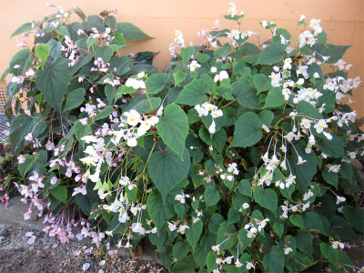 Begonia-Duo.jpg