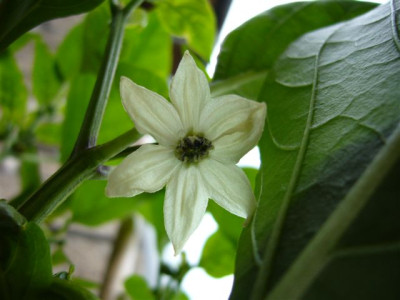 Chili_05..JPG
