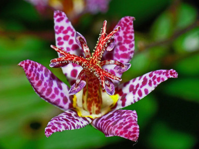 Tricyrtis-hirta.jpg