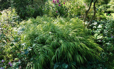 Hakonechloa-Feld.JPG