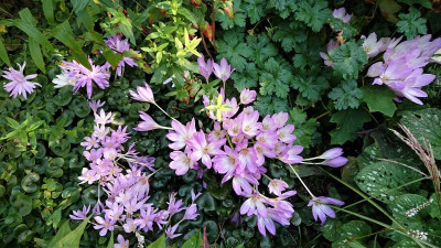 Colchicum- Sorten ....JPG