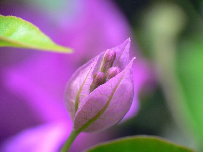 Knospe_Bougainvillea.jpg