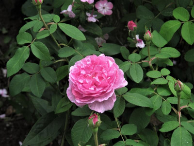comtephlox.JPG