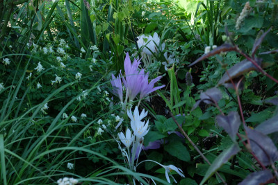 DSCF2860_4930.JPG