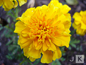 Tagetes.jpg