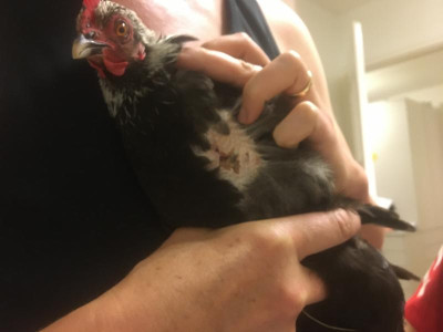 01_Daisy_IMG_2835.JPG