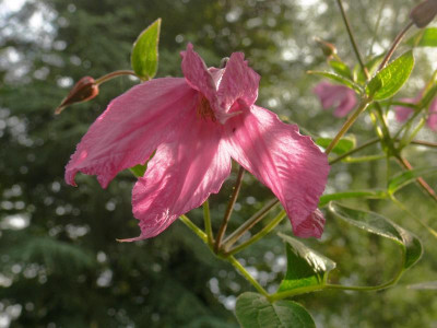 Clematis_Alionoushka.JPG