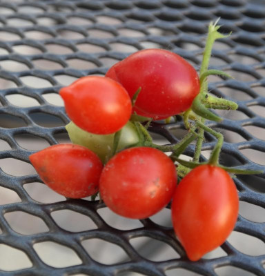 Tomaten 2020-09-22.jpg
