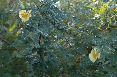 Rosa_Canary_Bird_1_30-09-2007.jpg