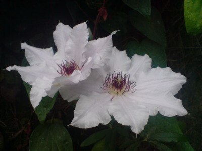 clematis_snow_queen_sept_07_2.JPG
