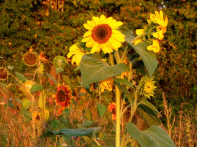 2020_0624September220061.JPG