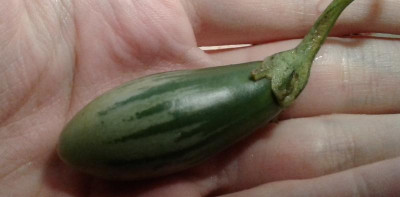 Aubergine Lay Yaw.jpg