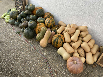 kuerbis.jpg