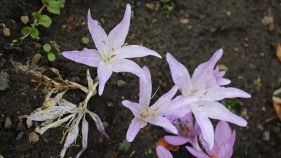 C macrophyllum.jpg