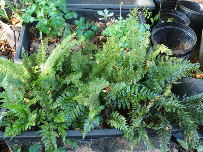 Polystichum P9220022.JPG