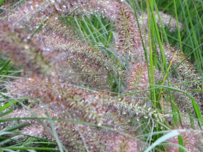 Gras-Tropfen.jpg