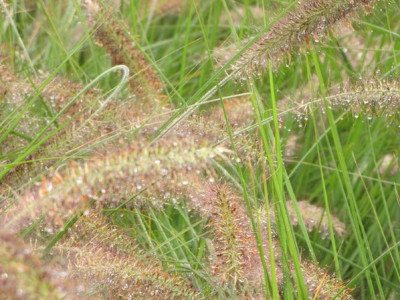 Gras-Tropfen2.jpg
