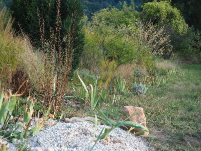 Reihe Iris Pflanzungen P9230023.JPG
