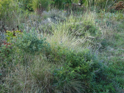 Amorpha und Eragrostis P9230037.JPG