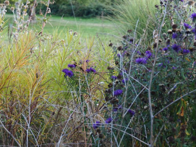 Amsonia Hubrichtii Aster Büchter Nacht P9230044.JPG