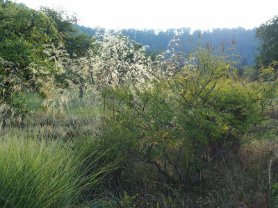 Stipa gigantea P9230049.JPG