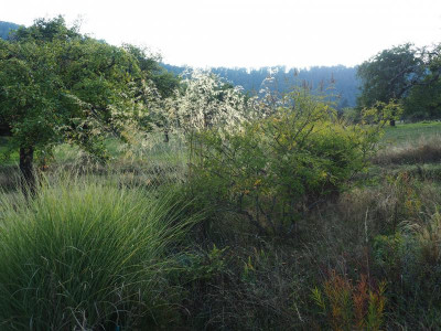 Stipa gigantea P9230051.JPG