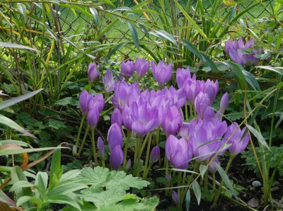 Colchicum am Zaun 200923  k.jpg
