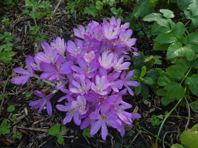Colchicum cilicicum 200923 k.jpg