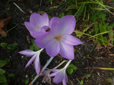 Colchicum vlt Herbstkugel 200923 k.jpg