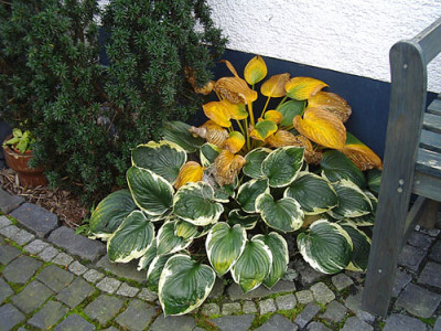 IMGP4927.jpg