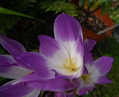 Colchicum 'Artur Klark' 200923 k.jpg