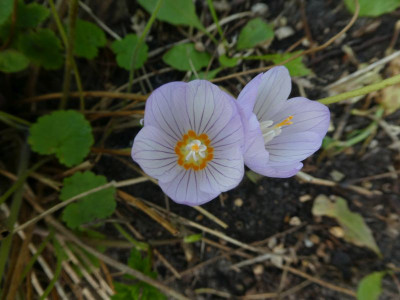 Crocus kotschyanus 200923 k.jpg