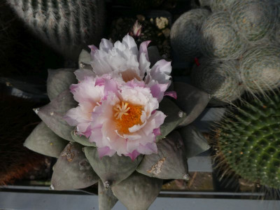 Ariocarpus furfuraceus 200923 k.jpg